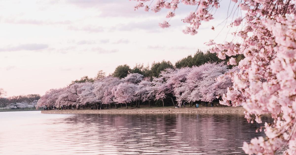 花見だけじゃない、日本の最新桜トレンド